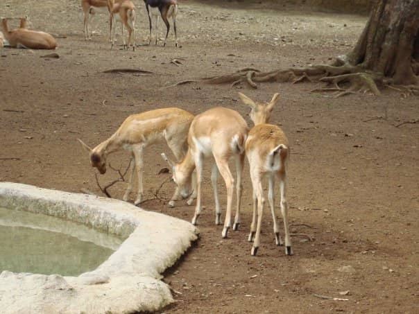 Andean Spectacled Bear