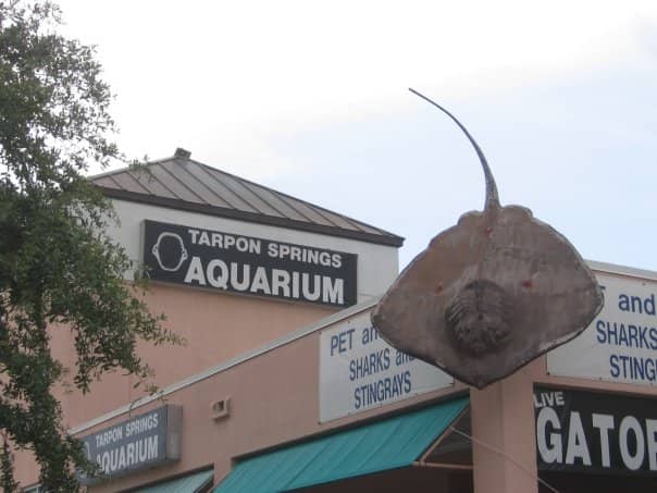 Narrated Shark Feedings