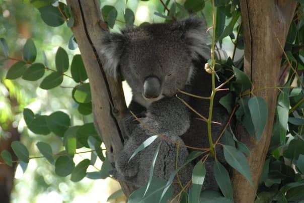 Koala Encounter