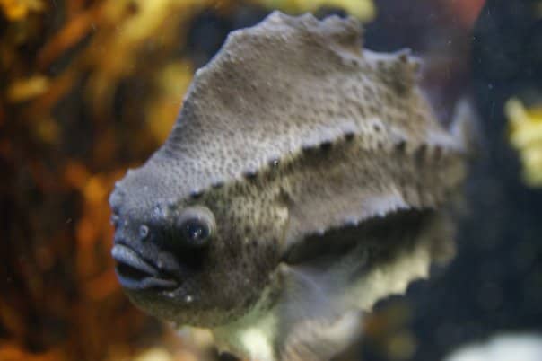 Penguin & Seal Exhibits