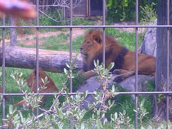 Western Lowland Gorillas