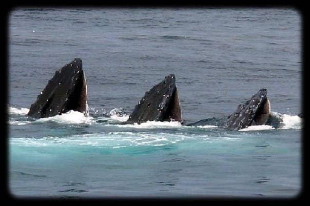 Minke Whale Spotting