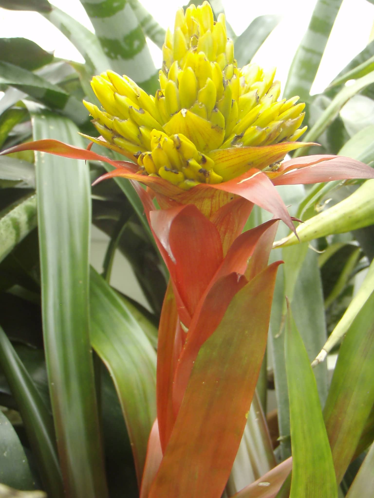 Corpse Flower