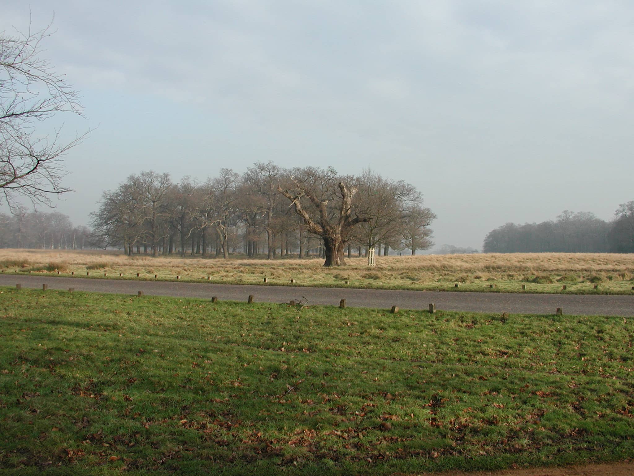 The Majestic Richmond Park Deer
