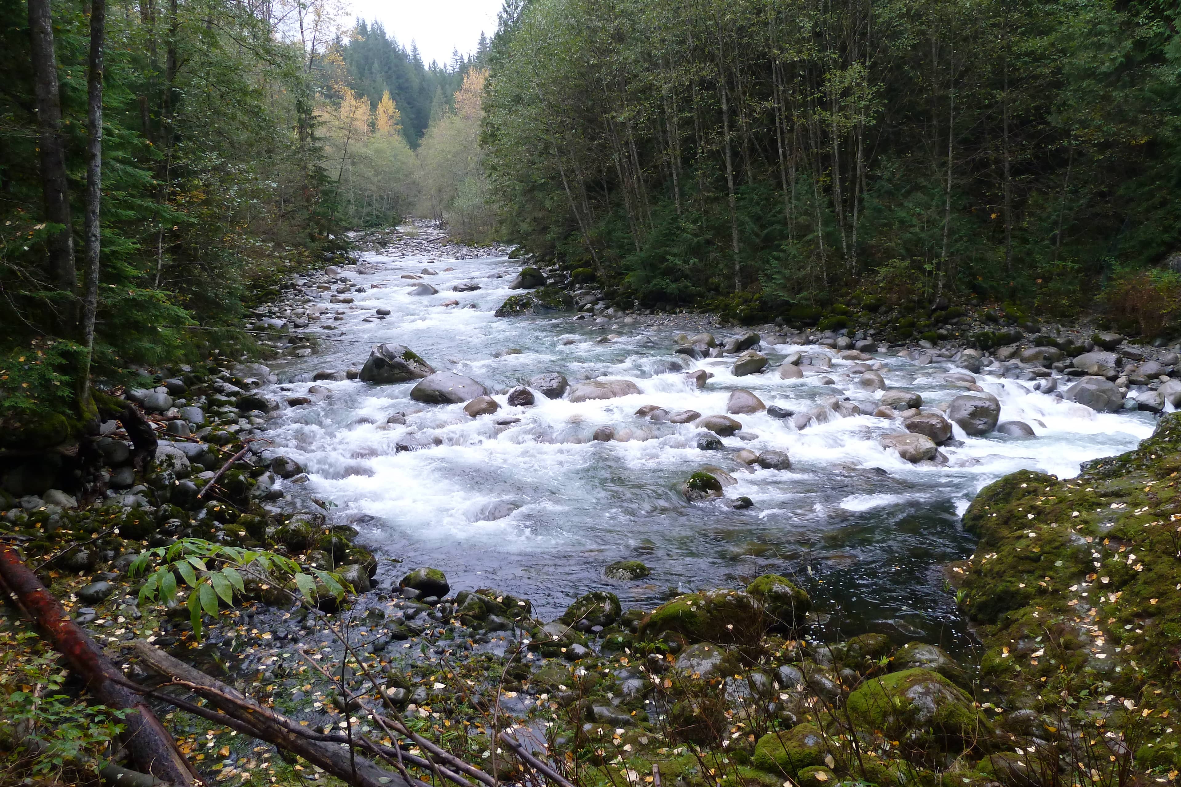 Lynn Canyon Suspension Bridge