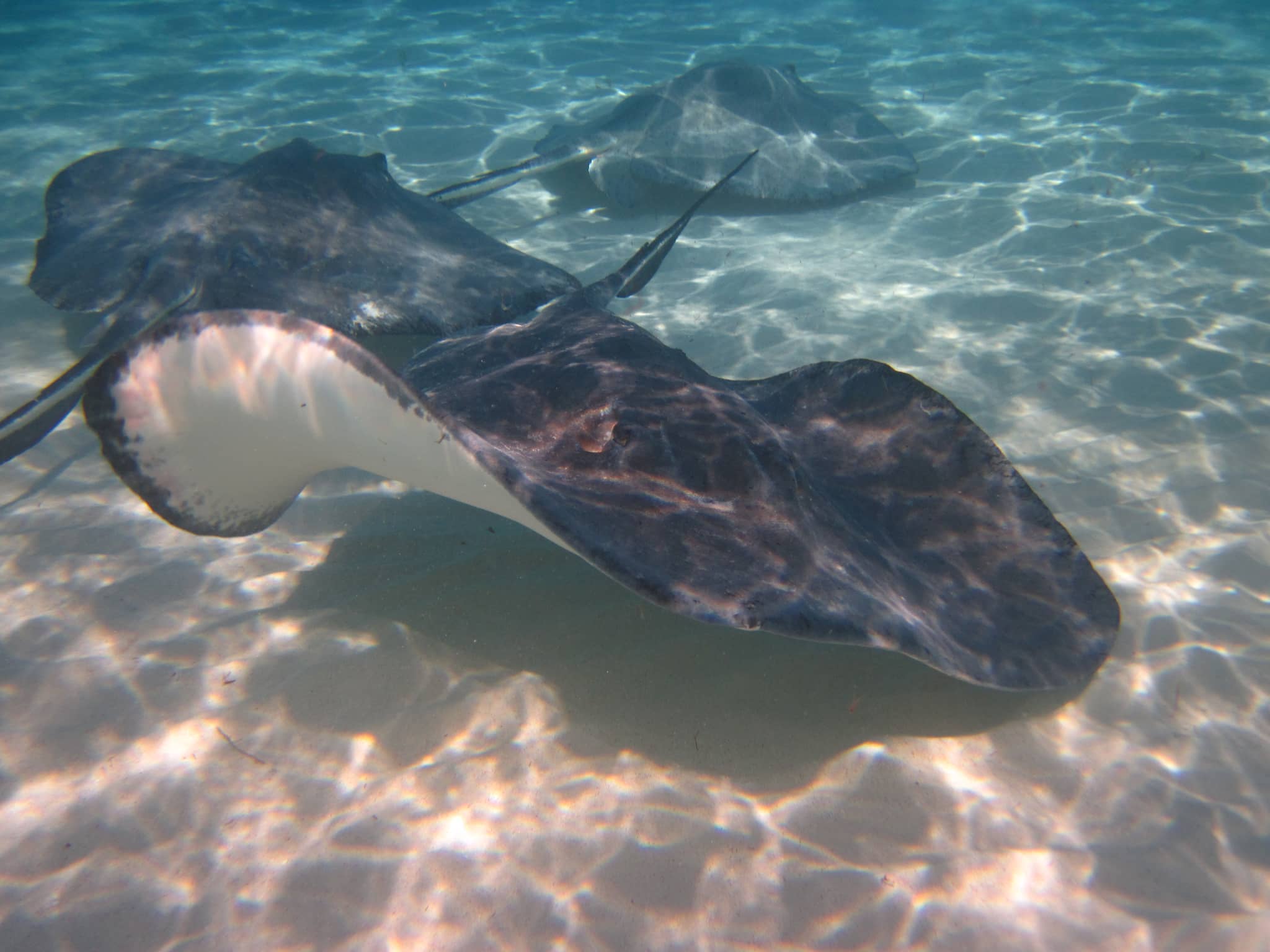 Interact with Gentle Stingrays