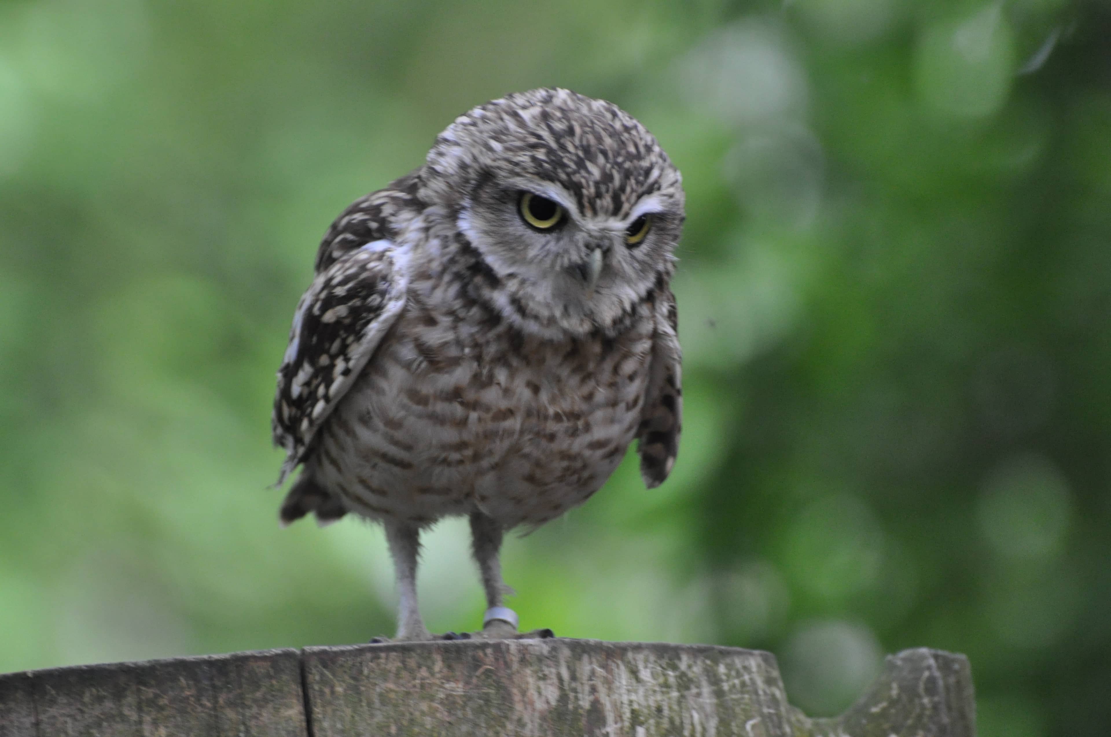 Vulture Conservation Talks