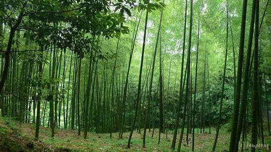 Scenic Hiking Trails