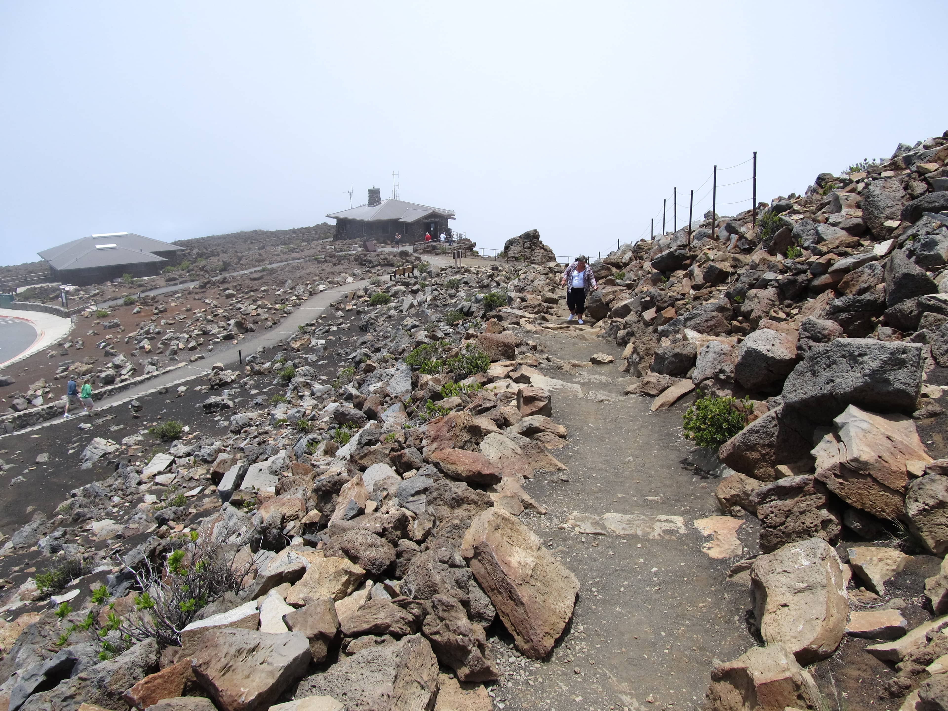 The Unique Silversword Plant