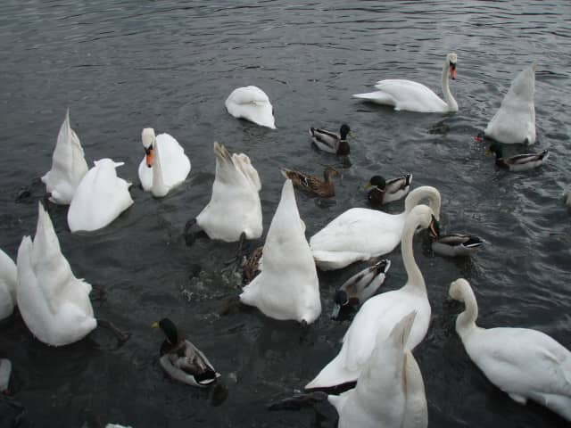 Woodland & Wetland Trails