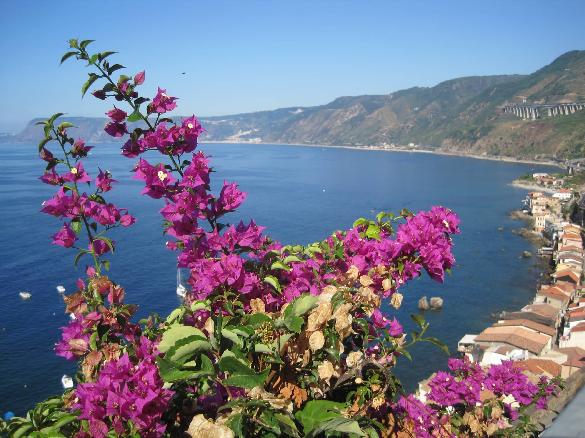 Swordfish Delicacies