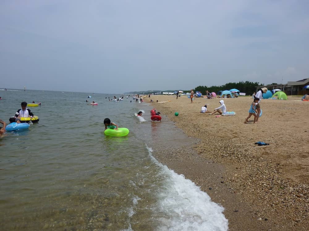 Pine Forest Ambiance