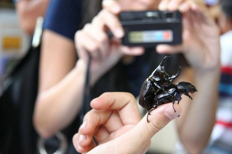 Live Insect Encounters