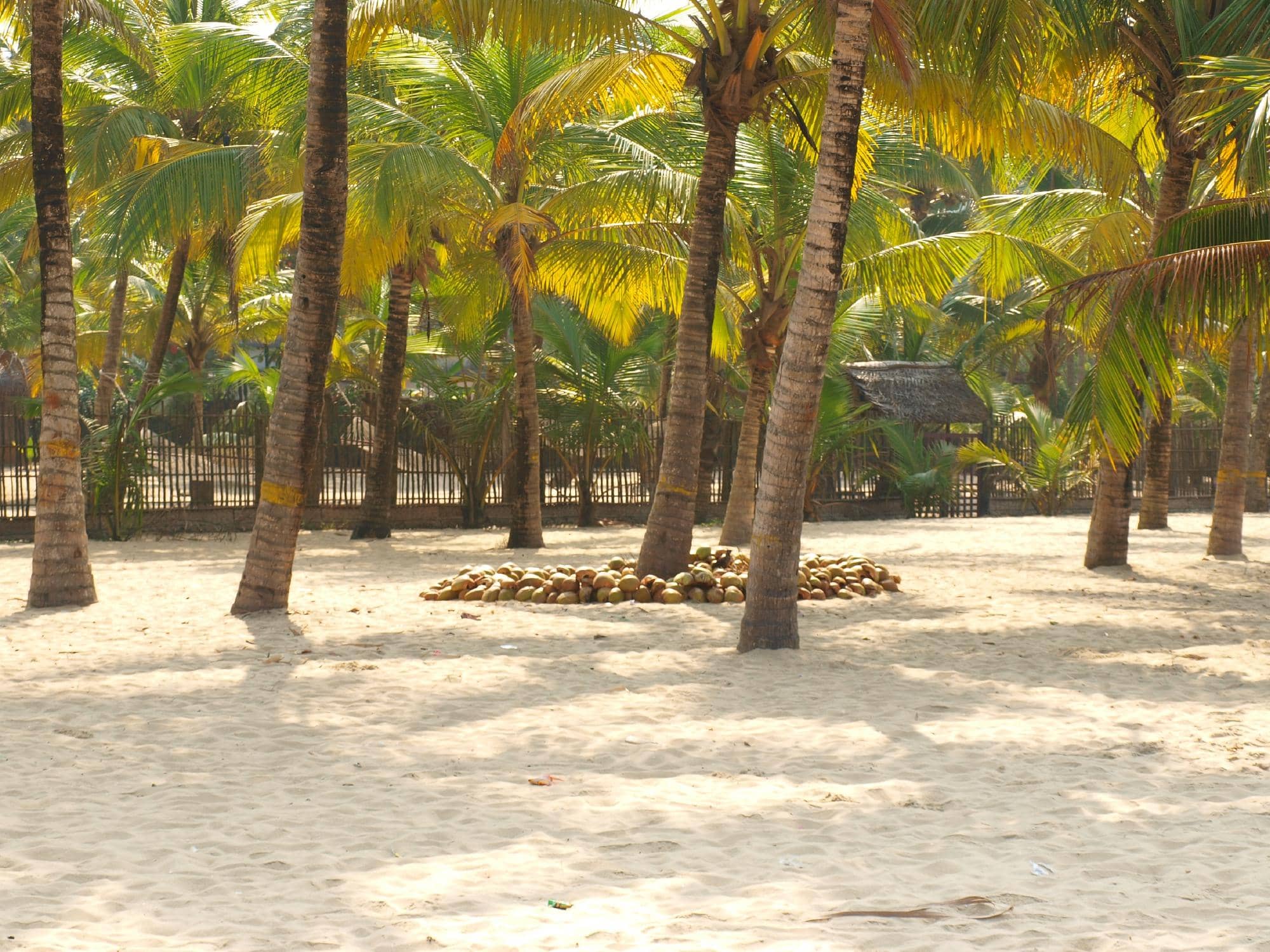 Tranquil Beach Walks