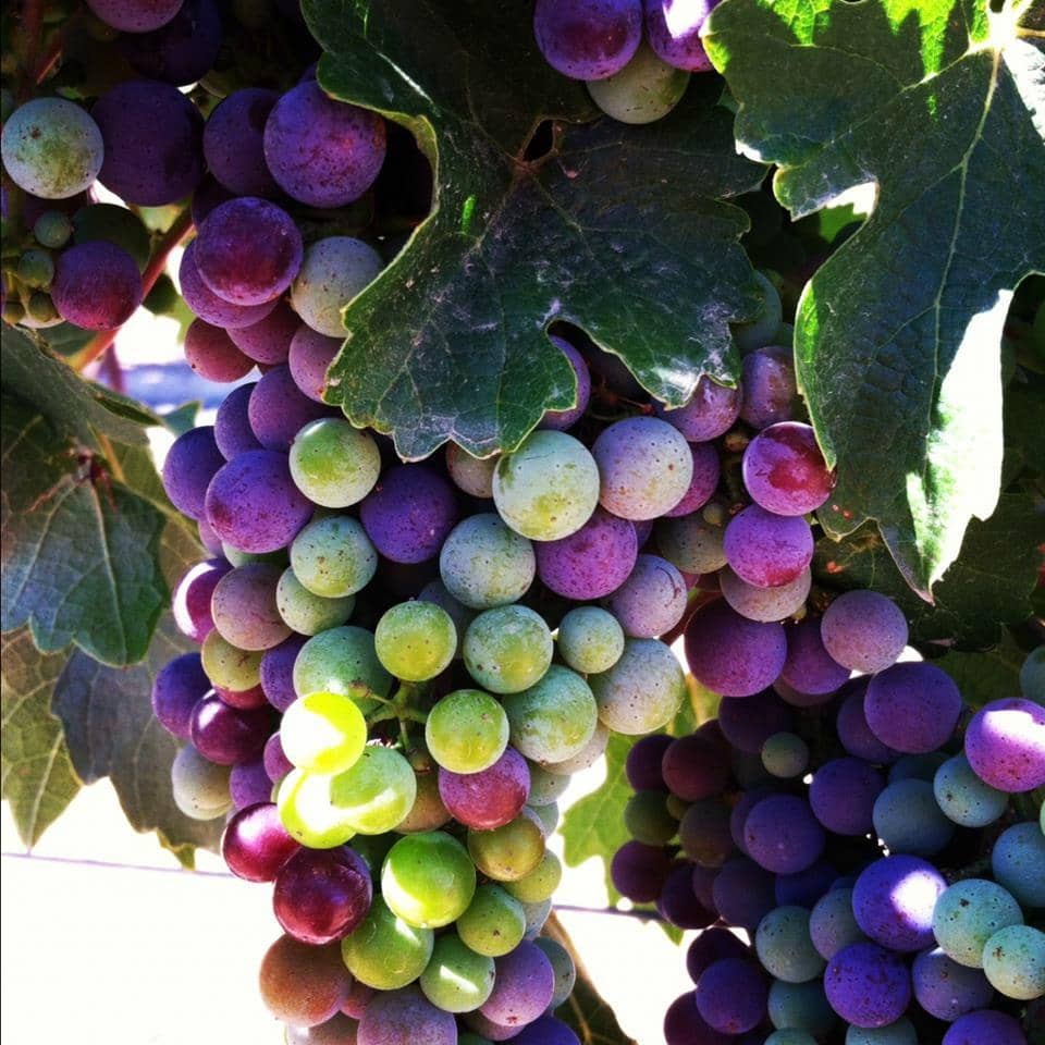 Personalized Wine Educator Experience