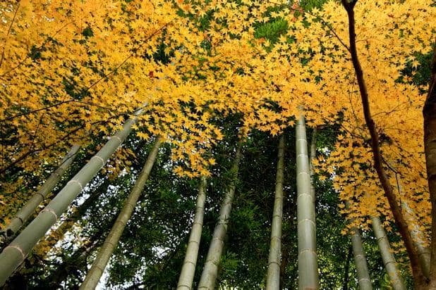 Moss and Bamboo Gardens