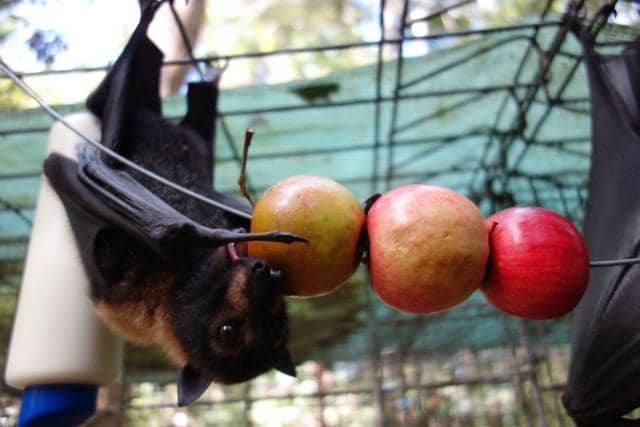 Orphaned Bat Pups