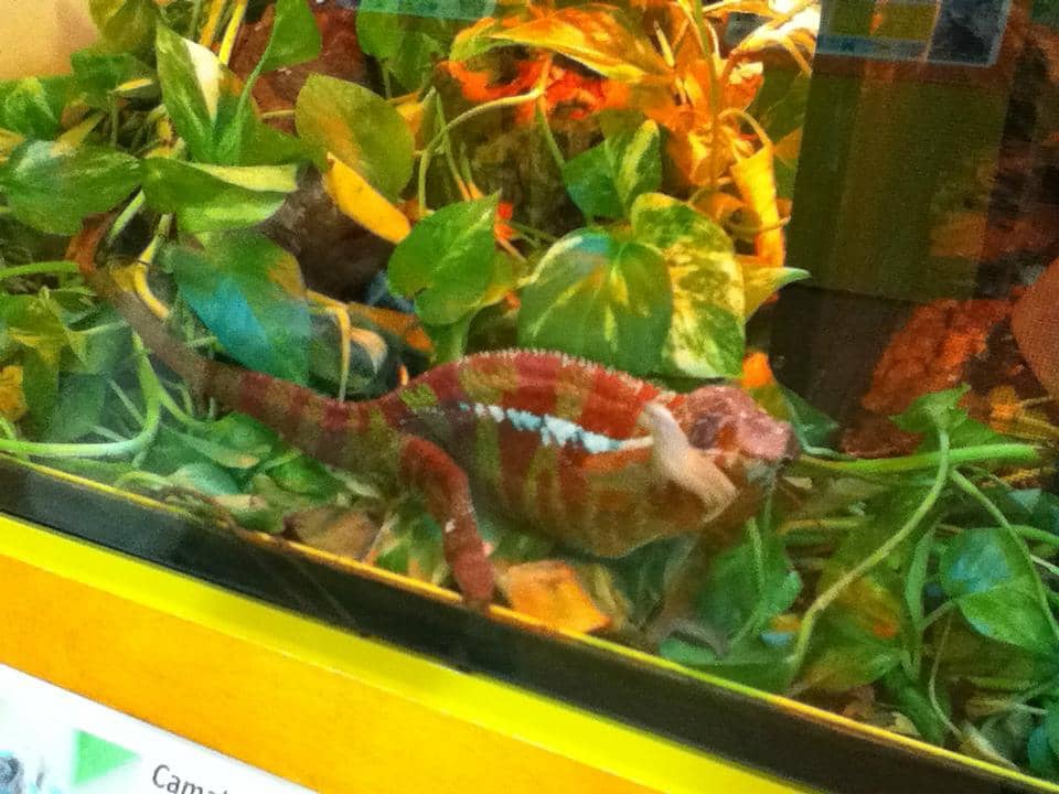 4D Cinema Experience