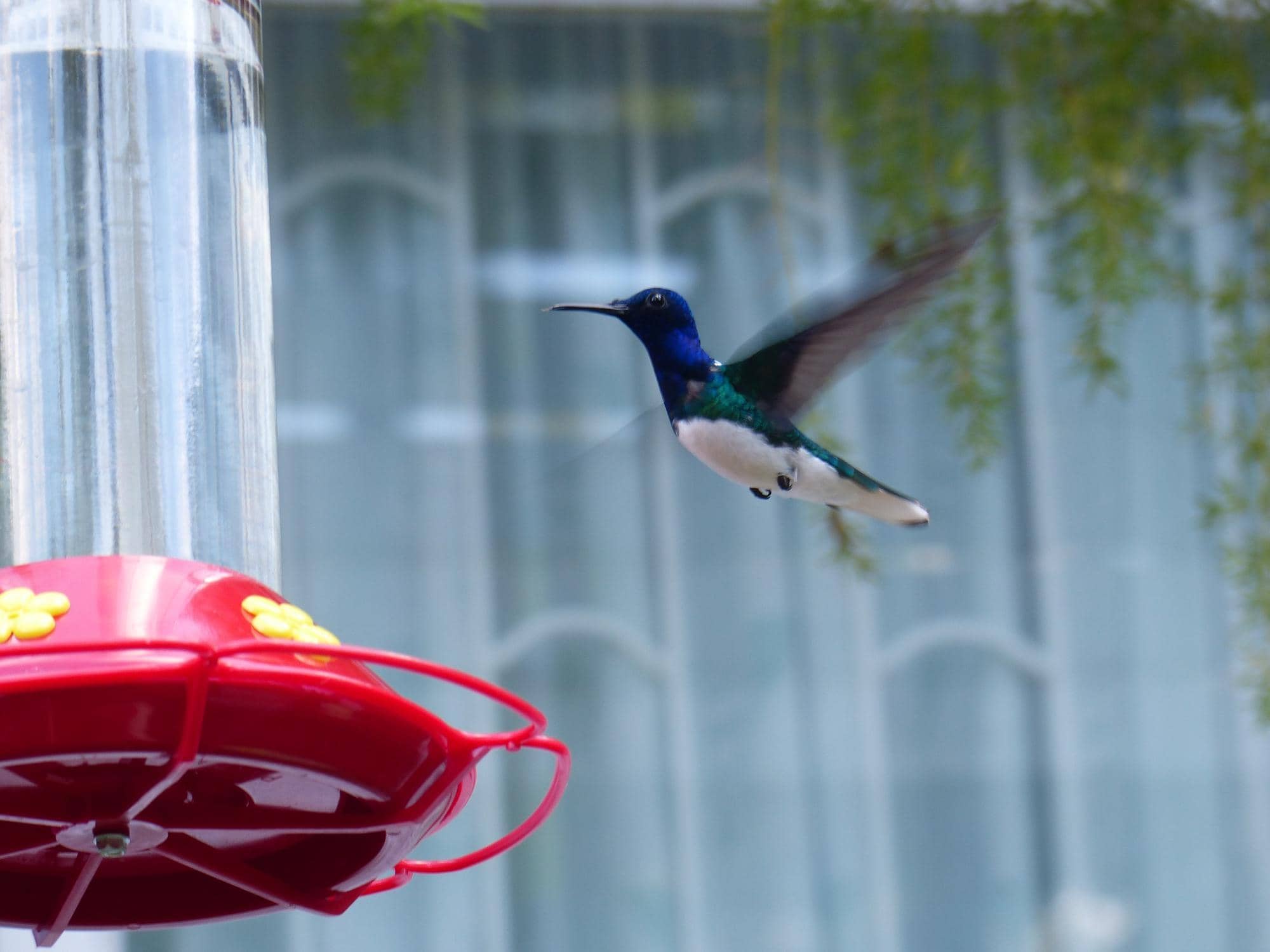 Rare Bird Sightings