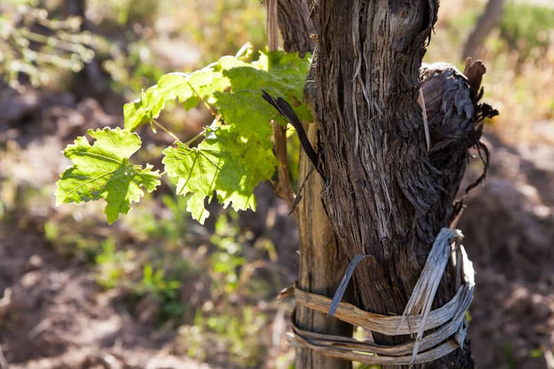 Family Winery History