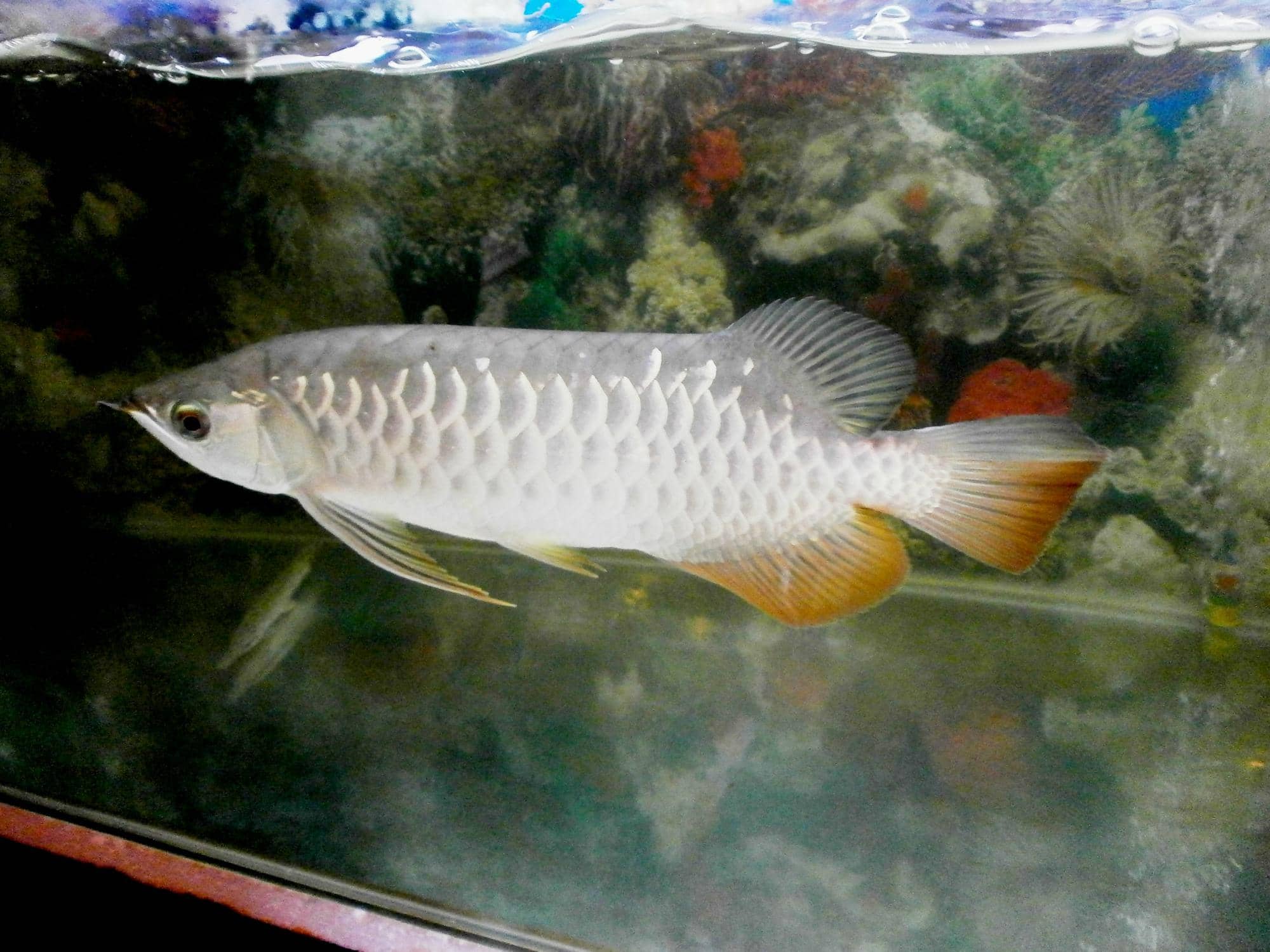 Orangutan Encounters