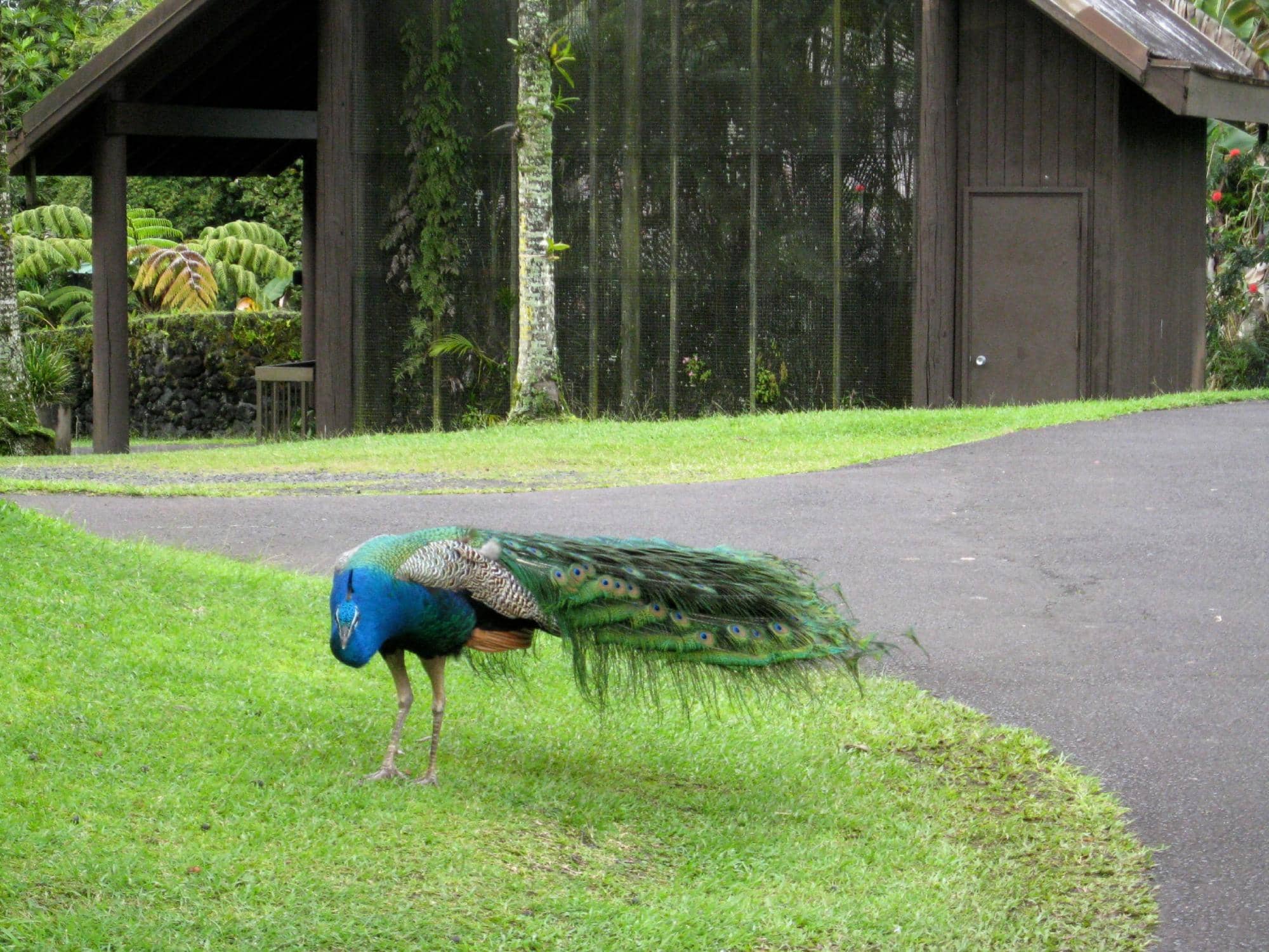 Lush Tropical Gardens