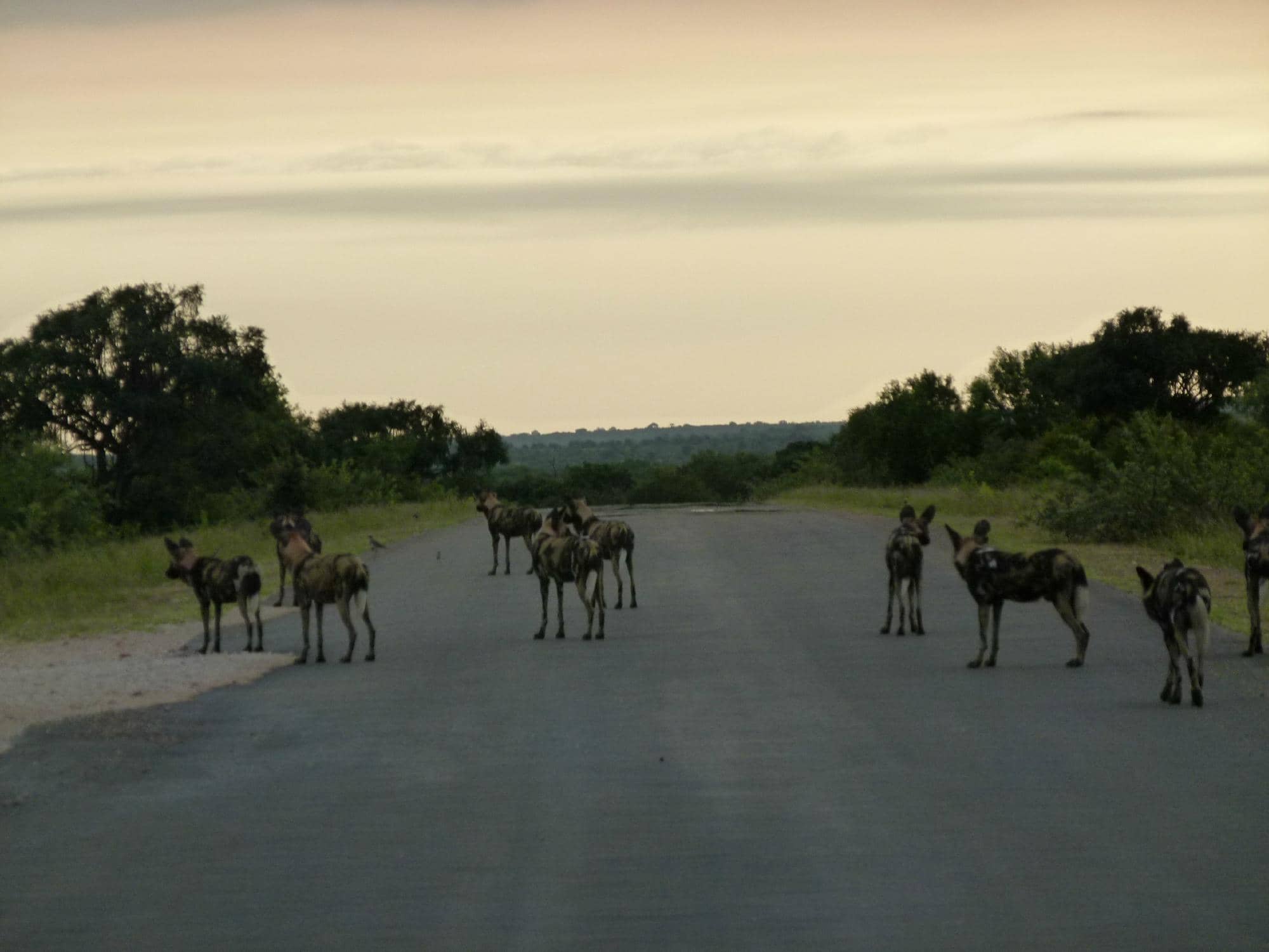 Elephant Interactions