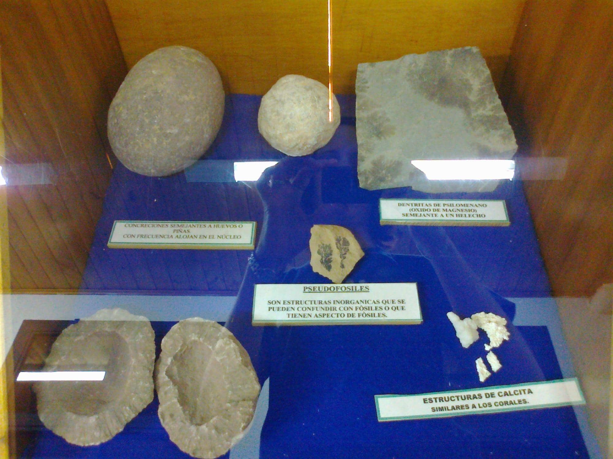 Chocolate Giganotosaurus