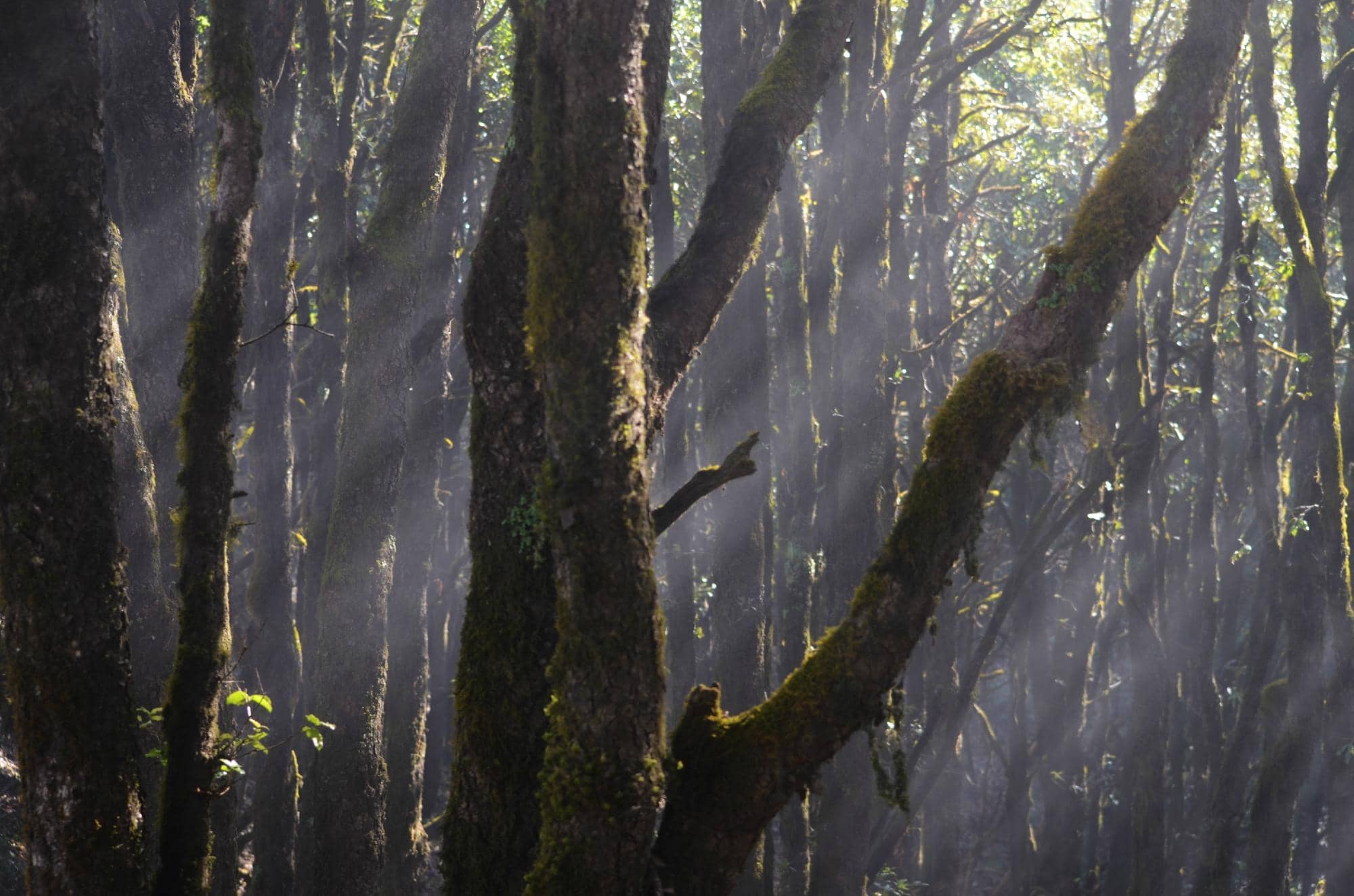 Birdwatching Paradise