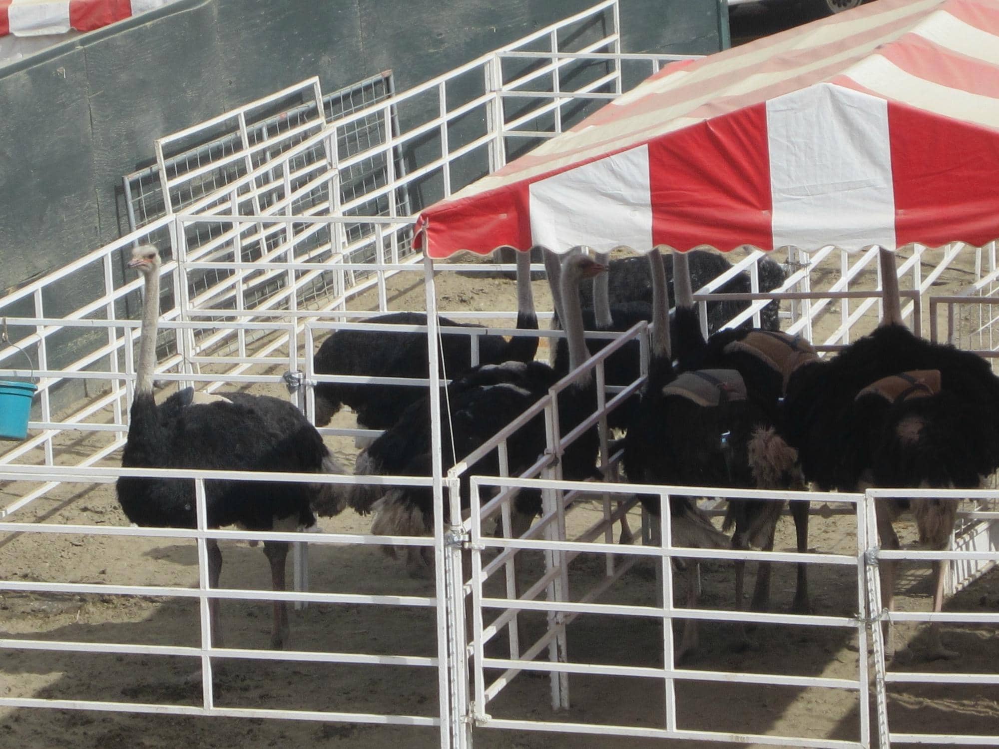 Thrilling Rodeo Action