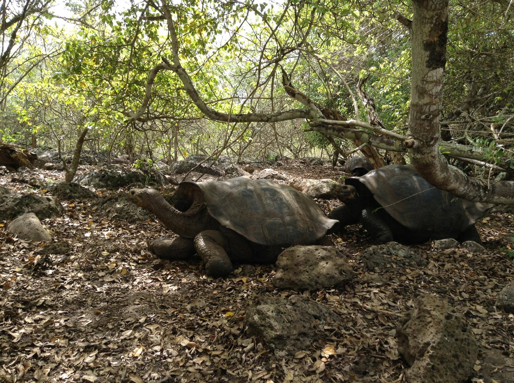 Tortoise Nursery