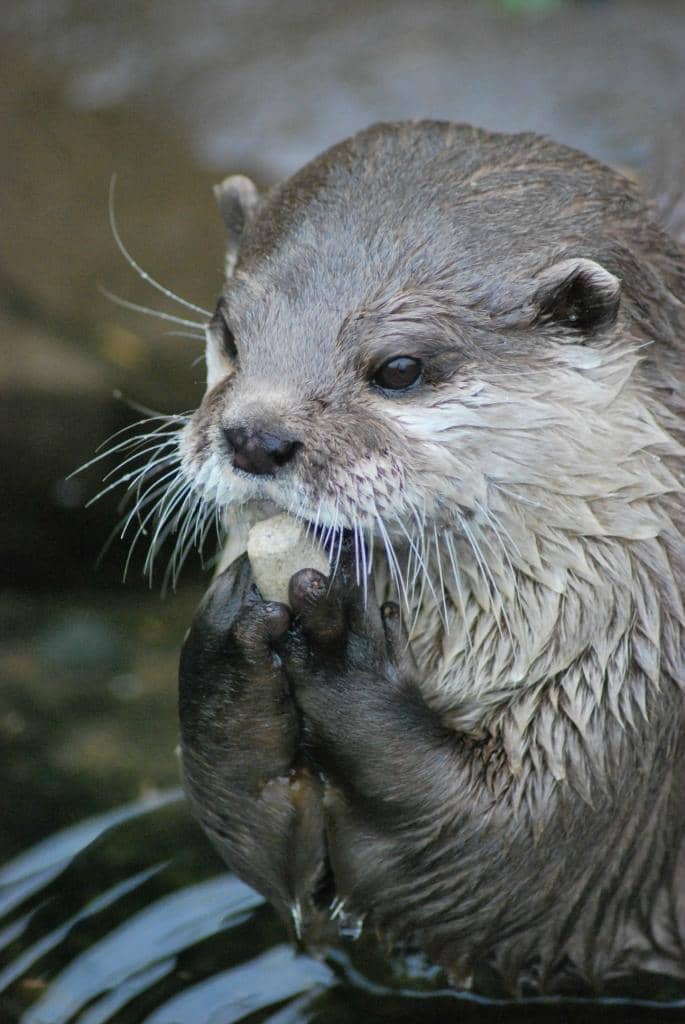 Ocean Tunnel Adventure