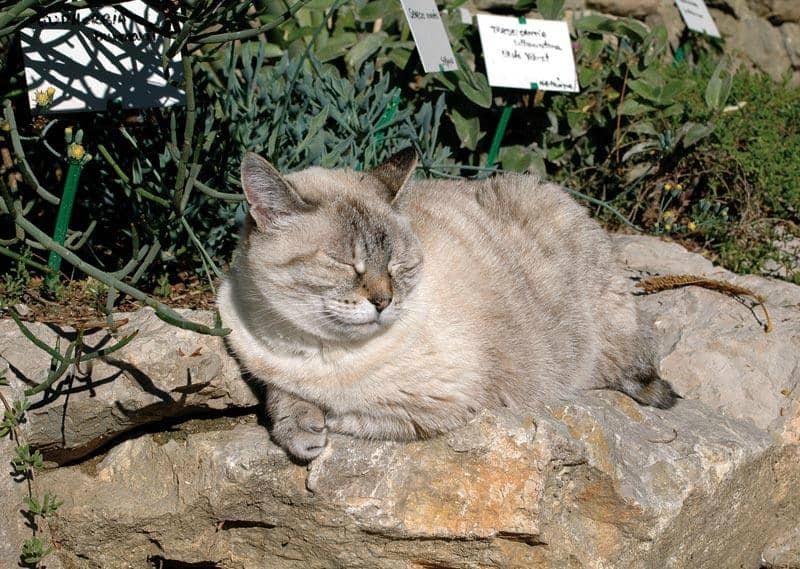 Expert Gardening Advice