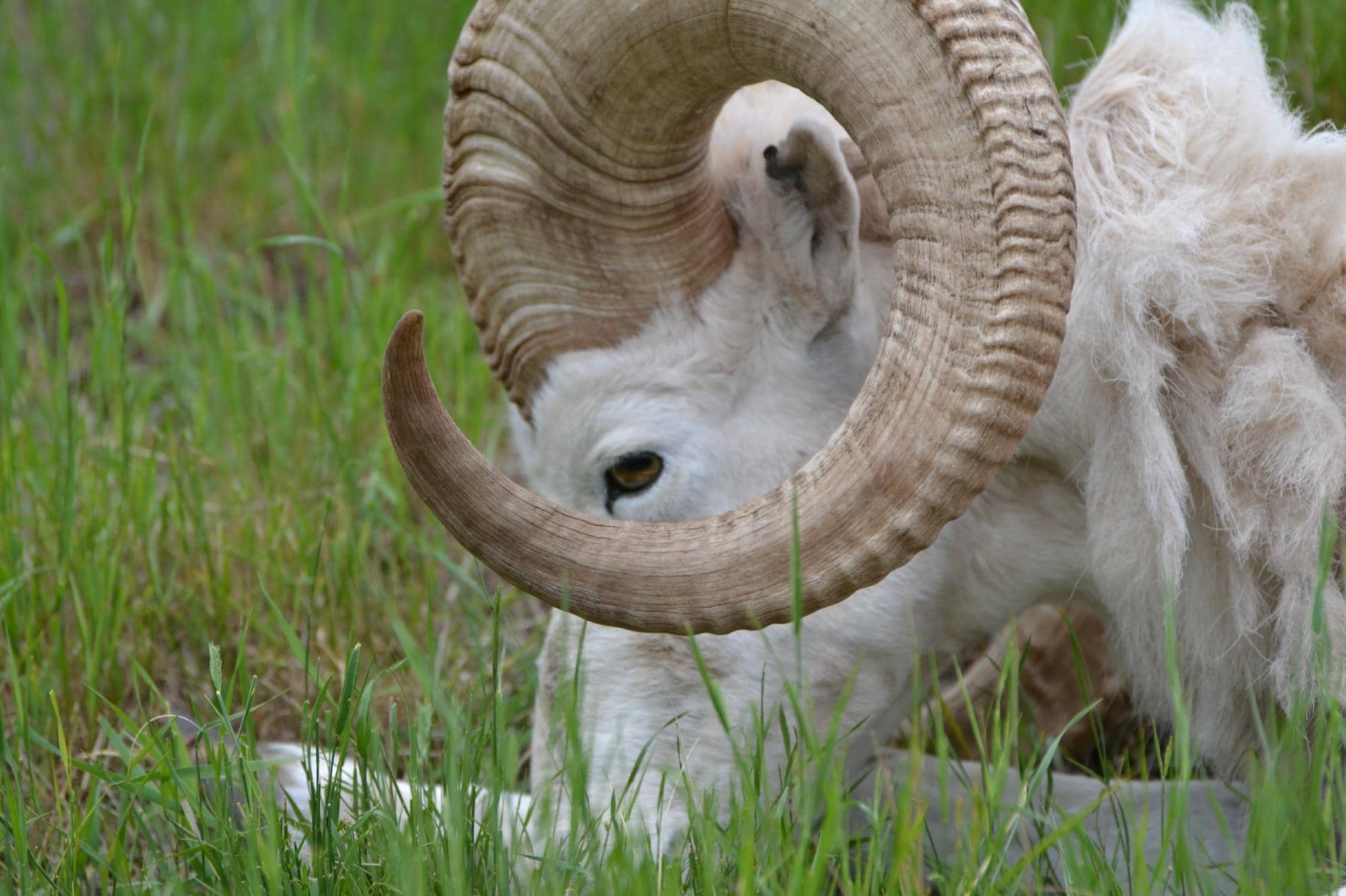 Diverse North American Wildlife