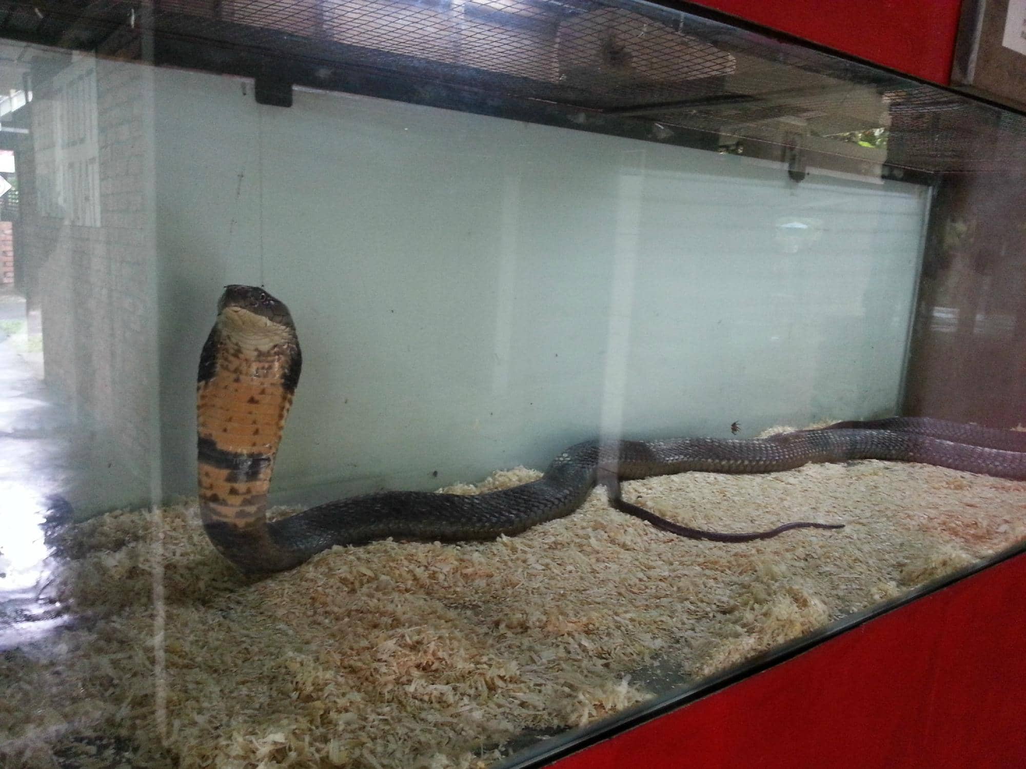 Interactive Animal Feeding