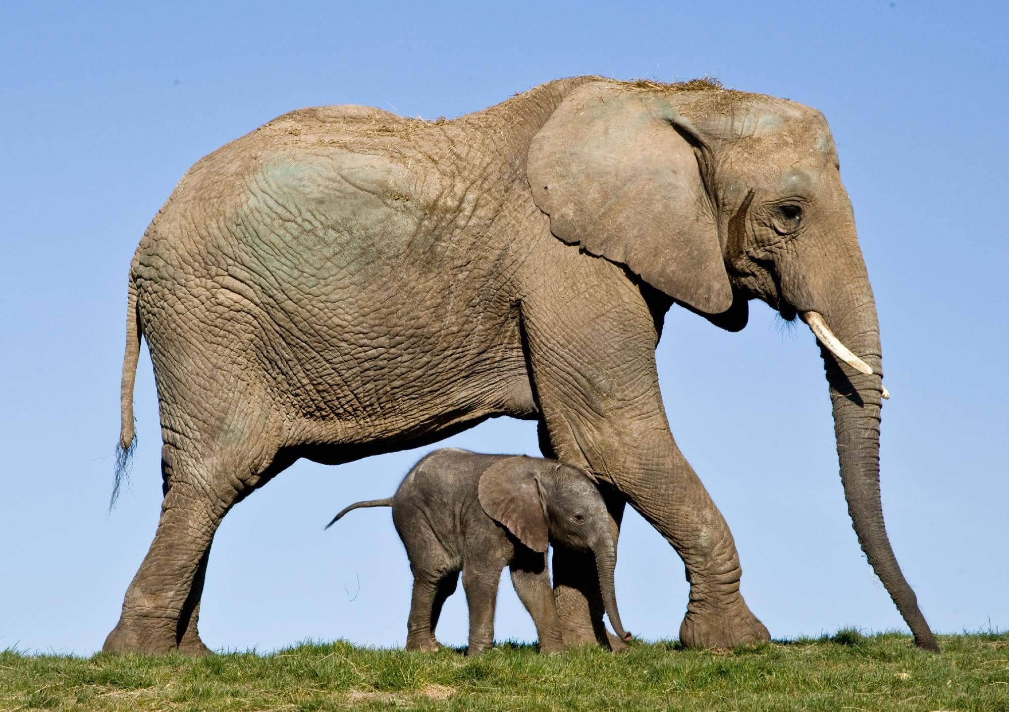 Elephant Viewing Platforms