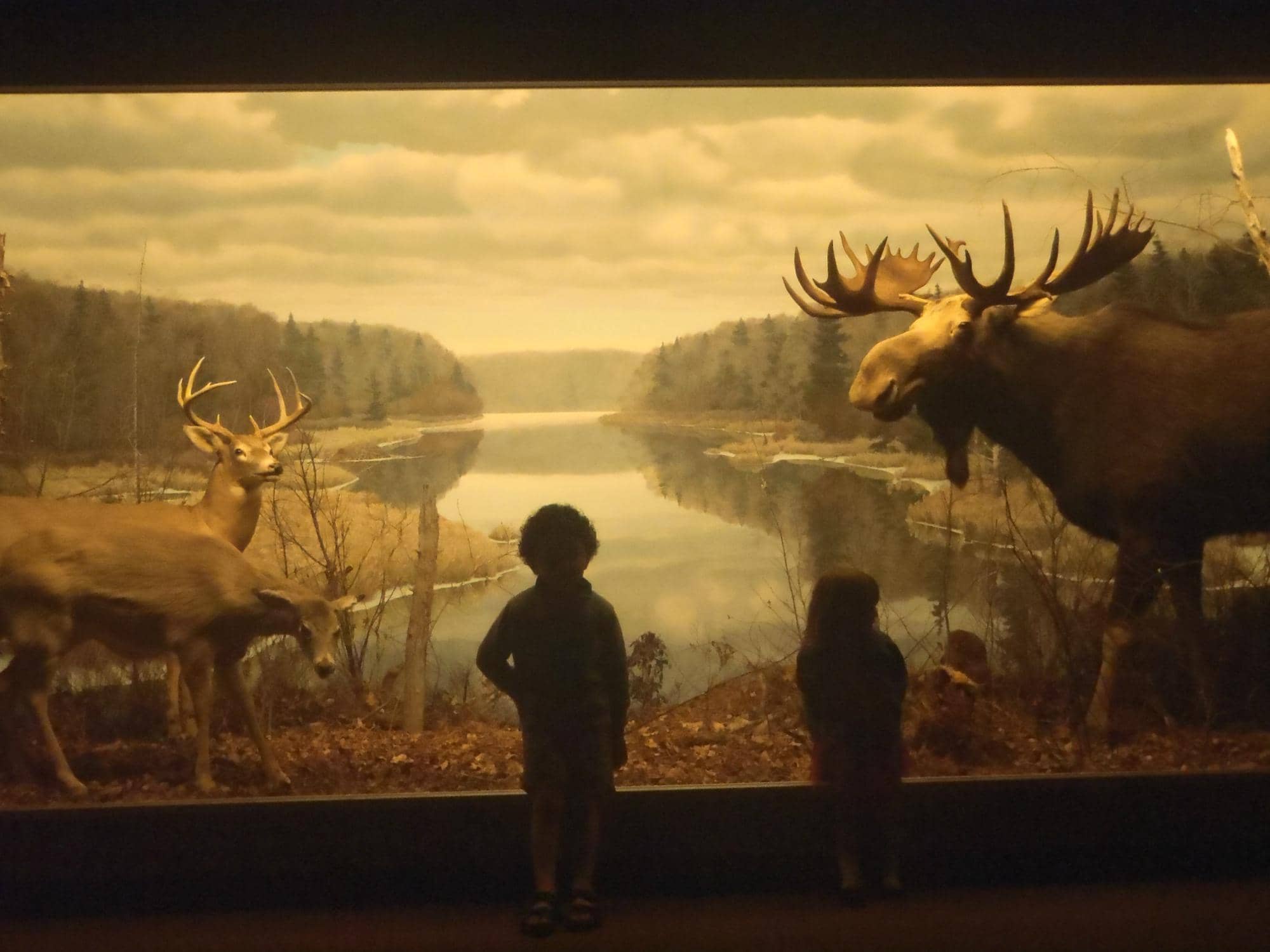 Gus the Gopher Tortoise