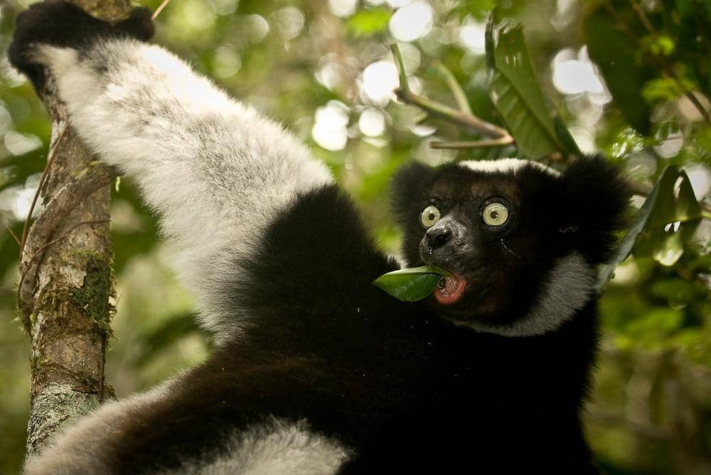 Rainforest Waterfalls