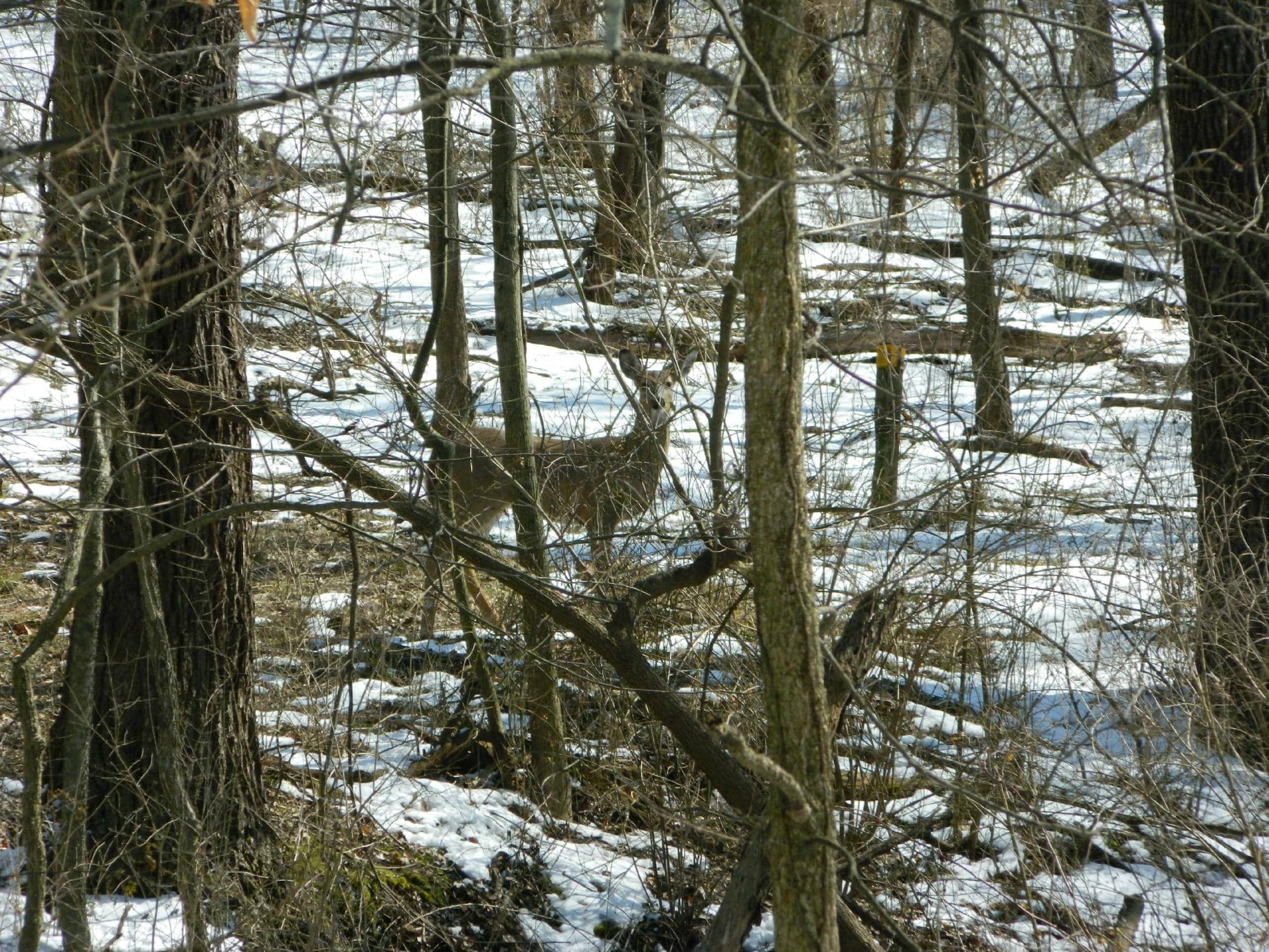 Woodland Trails