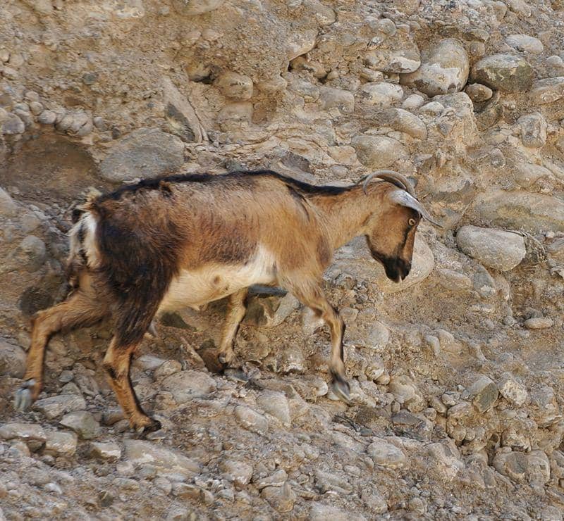 Arabian Caracal Sighting