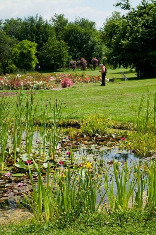 Ponds and Streams