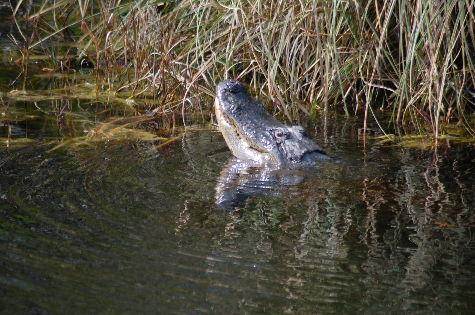 Wildlife Viewing