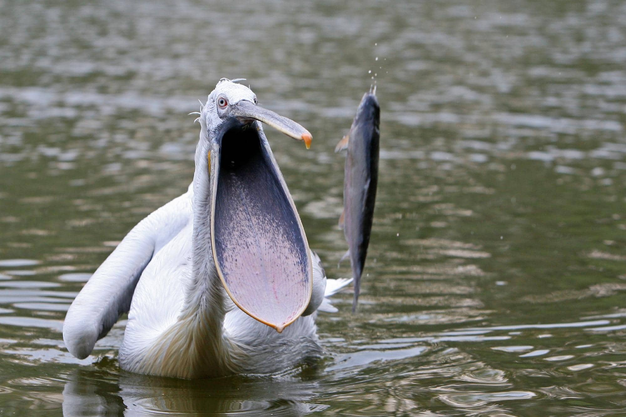 Tranquil Lake Setting