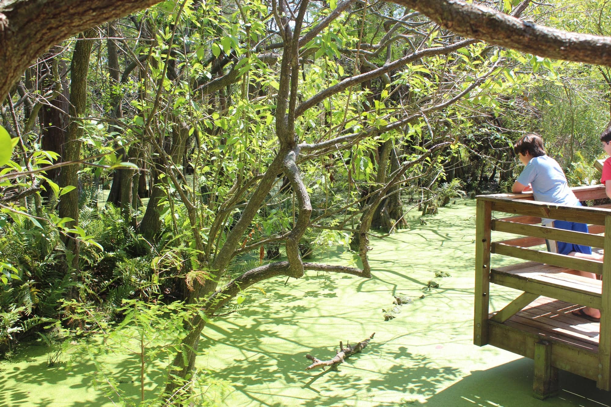 Dense Forest Exploration
