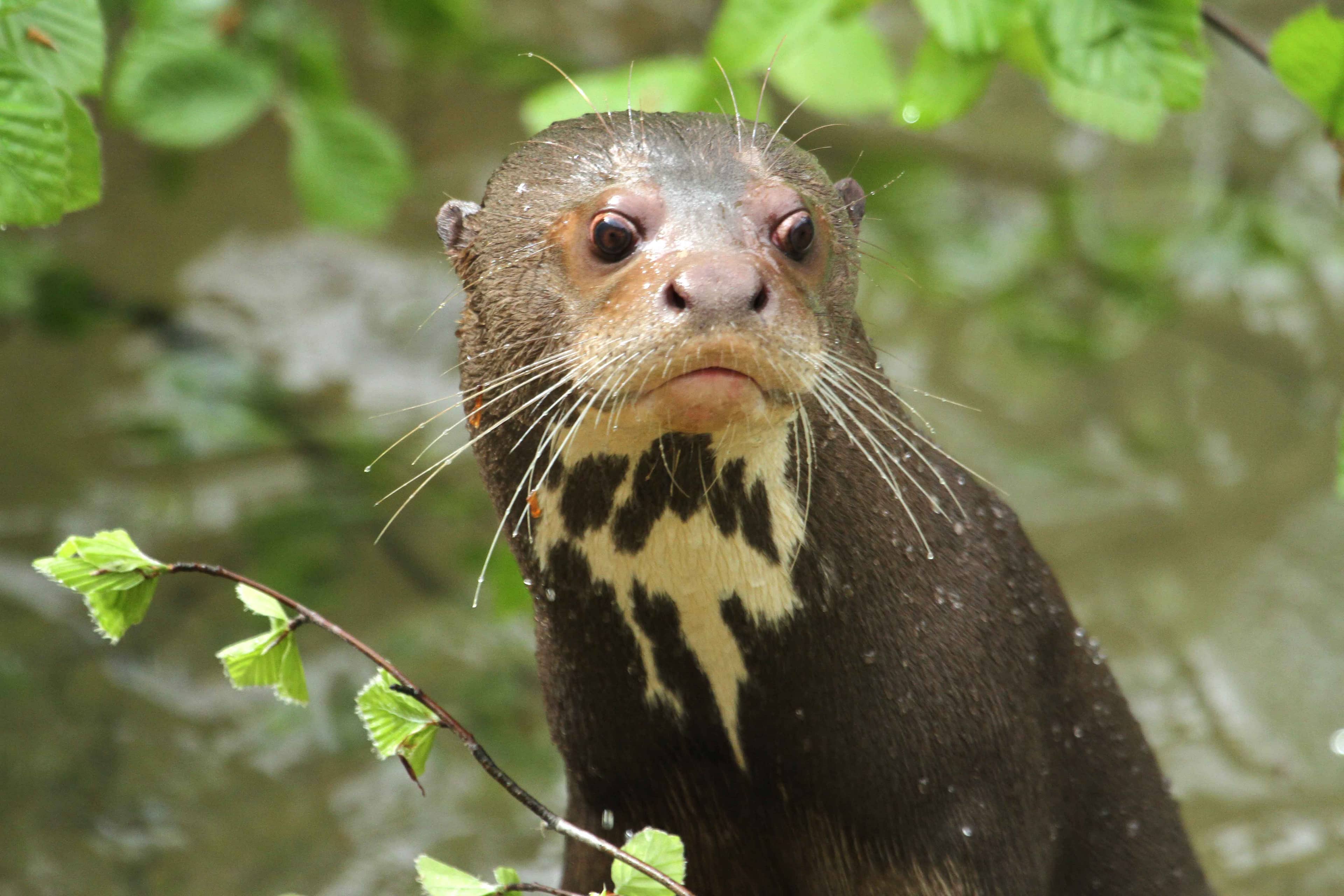 Curious Otters & Butterflies
