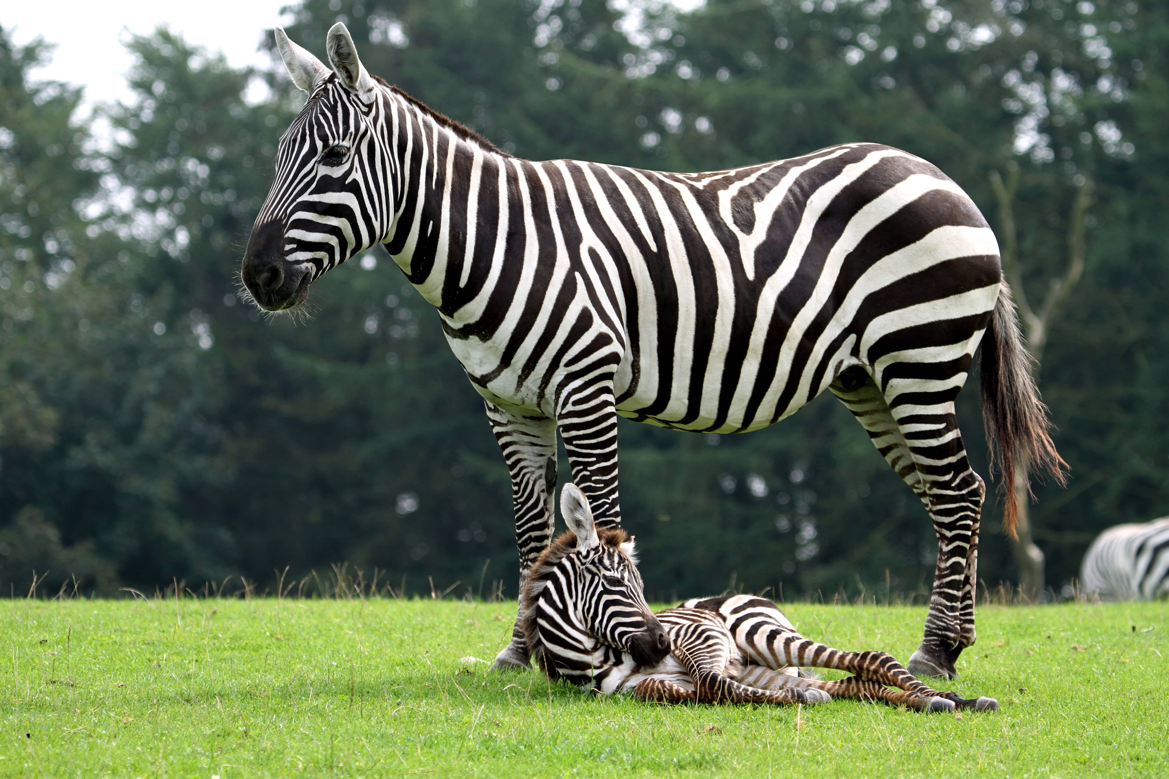 Impressive Gorillas & Rhinos