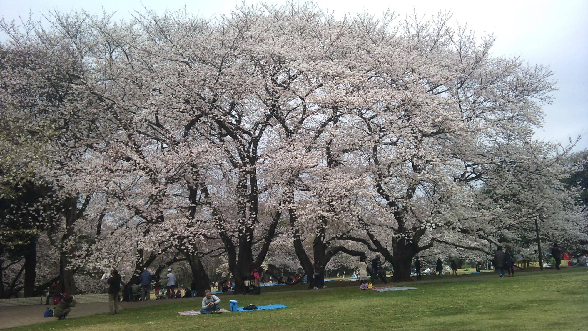 Spacious Lawns and Playgrounds
