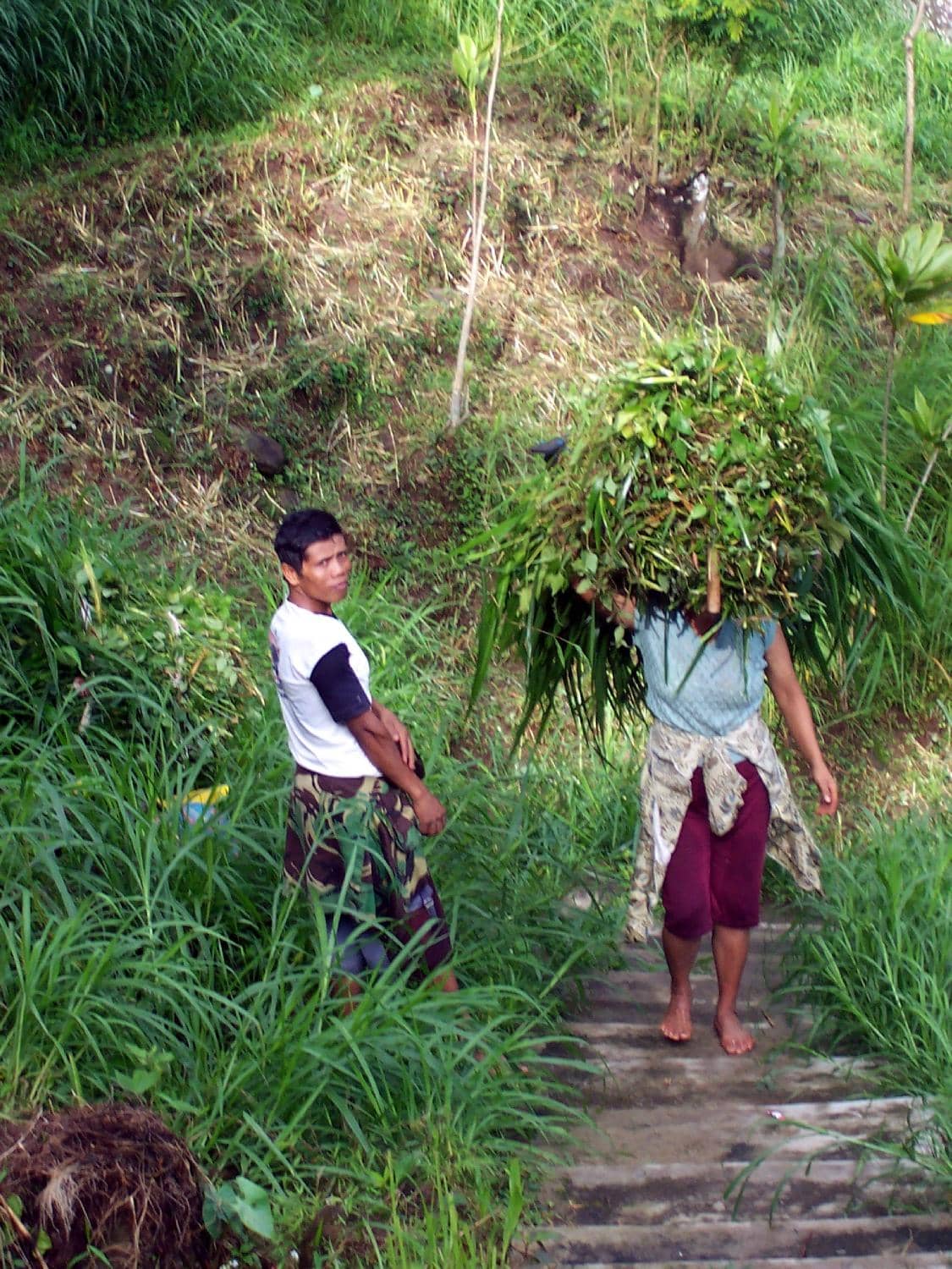 Peaceful Natural Ambiance