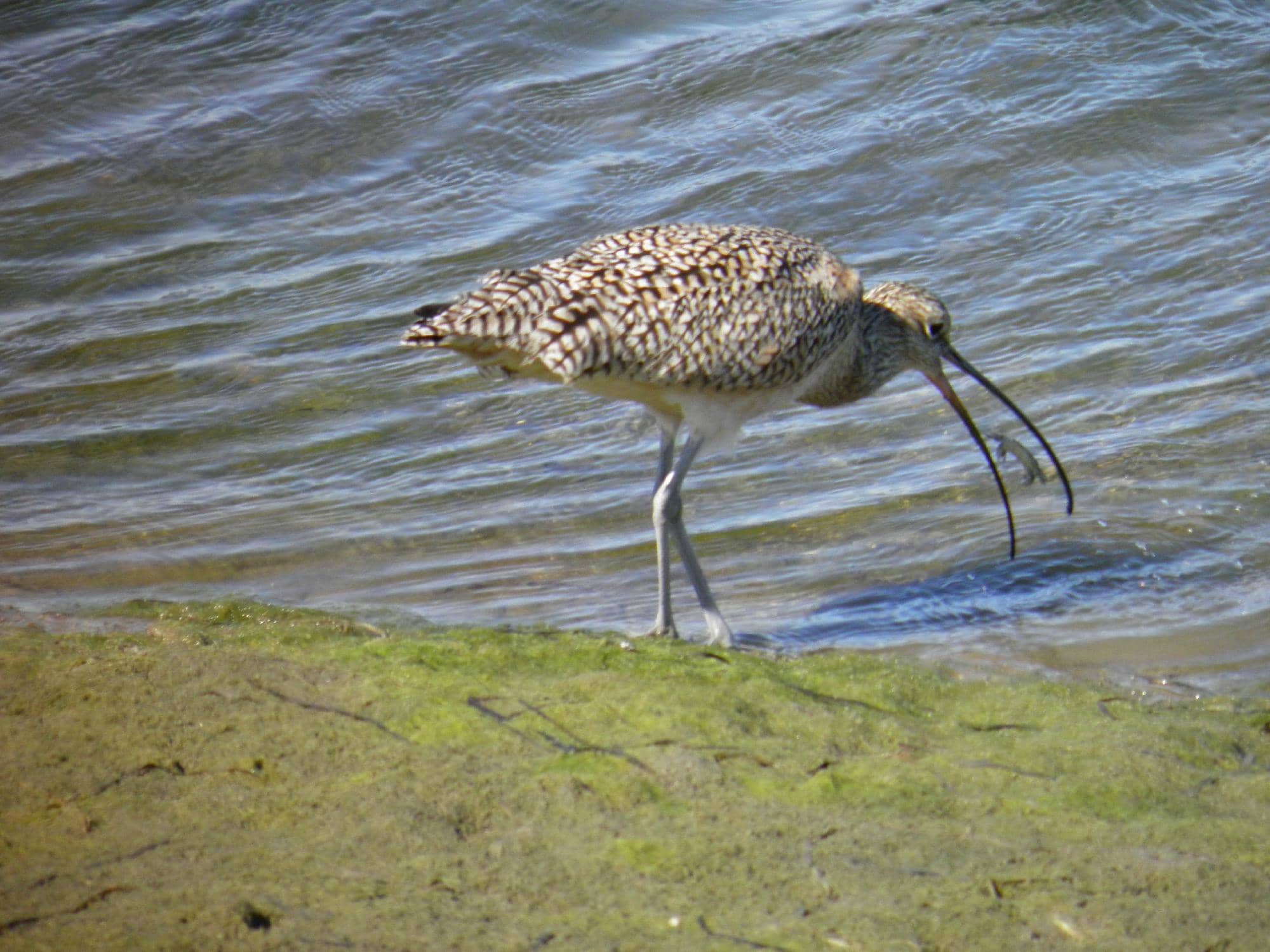 Restored Habitat