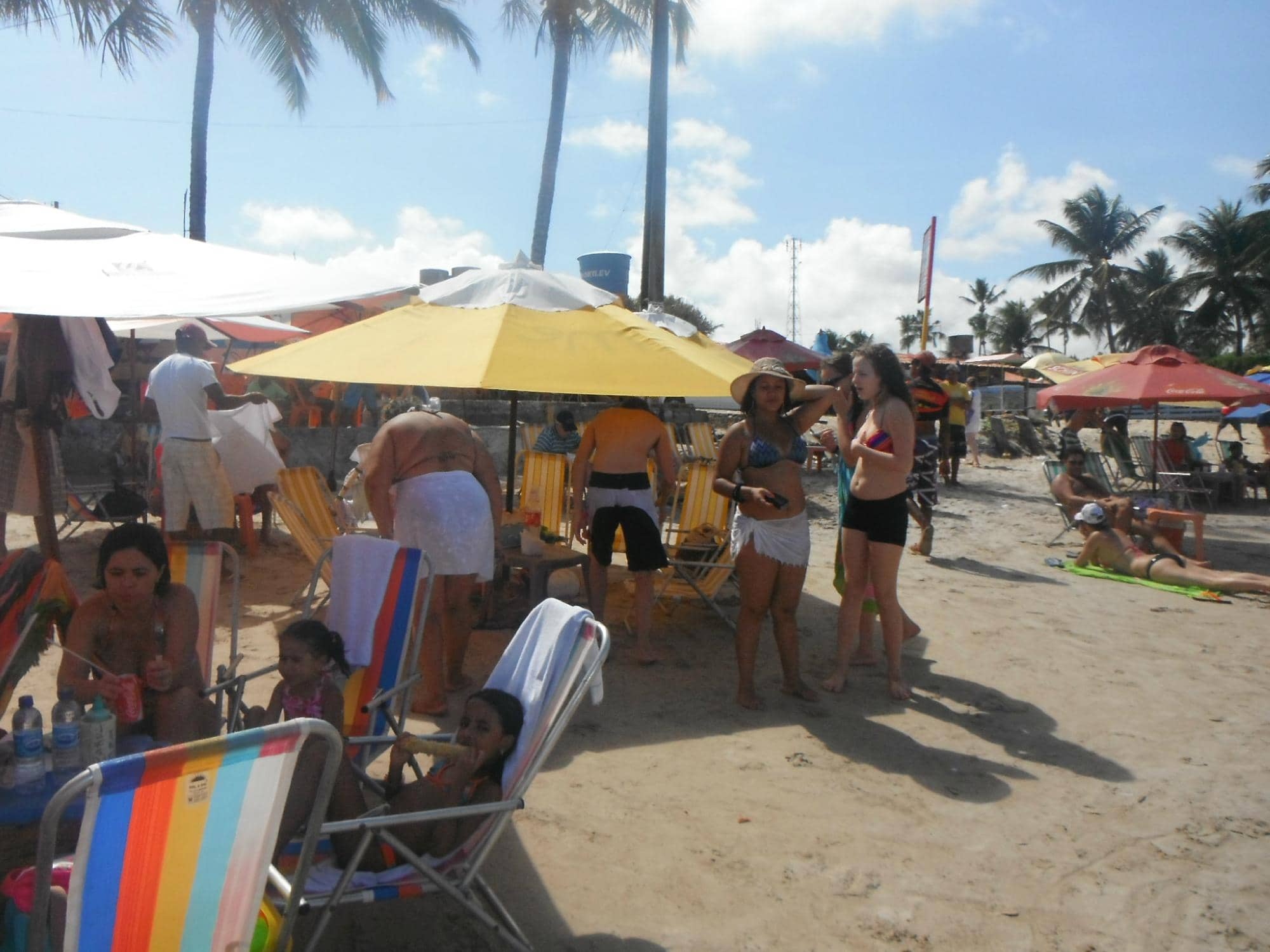 Sea Turtle Hatchlings